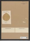 Auliscus superbus L. F. (de-Toni-Nr.: Genus 171, Species 4322) Zeichnungen Sammlung Grunow Nr. 7881 (NHMW-BOT-W0377146)